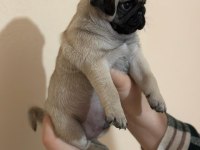 Muhteşem Pug Mops Bebekleri