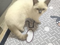 British Shorthair Kedimize Güzel Bir Yuva Arıyoruz