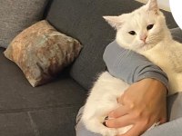 Kızımız Ankara kedisi ve British Shorthair kırmasıdır