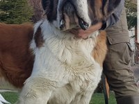 DEV ST BERNARD MİNİKLERİMİZ