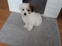 Sahibinden yavru köpek
