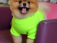 Efsane 1.5 yaşında pomeranian erkek izmir