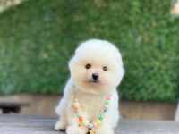 Sevimli Pomeranian Yavrular