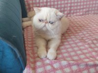 Erkek exotic shorthair