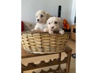 Maltipoo yavrularımız uygundur