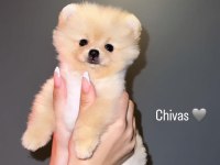 Pomeranian Boo 6 Aylık Aşı Karneleri var