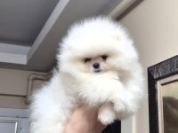AYICIK YÜZ POMERANİAN BOO ERKEK