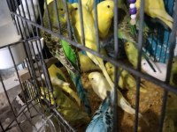 Yavru Her Tür Tente Muhabbet Kuşu Vardır