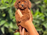 SAFKAN TOY POODLE YAVRULAR