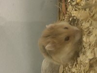 SÜTTEN KESİLMİŞ HAMSTER YAVRULAR