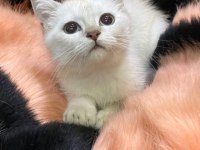 Scottish Fold ve British yavrularımız