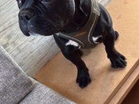 French Bulldog 4 Aylık