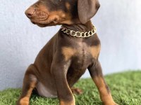 Doberman Bebekleri