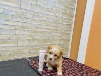MALTİPOO BEBEK KÖPEKLER TESLİME HAZIR