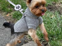 Teacup erkek yorkshire terrier