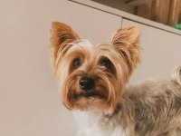 Tuvalet eğitimli full aşılı köpeğimiz