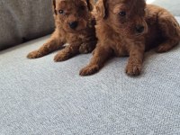 Poodle yavru
