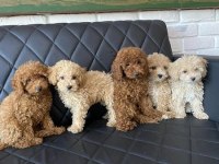 BEBEK YÜZ  TOY POODLE YAVRULAR ANKARA MAĞAZAMIZDA GÖRN