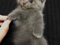 Scottish Fold 1.5 Aylık