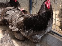 BLUE AUSTRALOP KULUÇKALIK YUMURTA