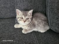 Whiskas british shorthair sağlıklı ve güçlü