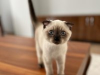 Scottish fold blue point erkek yavrular