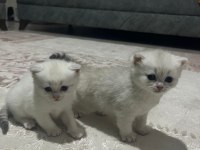 SEVİMLİ BRİTİSH SHORTHAİR KEDİLERİMİZ