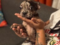 Merle Fransız Bulldog