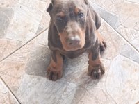 A Scr Üst Düzey Doberman Yavruları