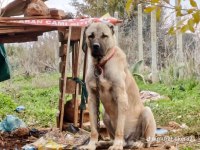 Üst düzey bir buçuk yaşında erkek kangal