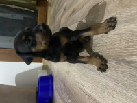 DOBERMAN YAVRUSU 1,5 AYLIK