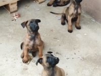 Malinois bebeğiniz sizi bekliyor