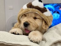 Golden Retriever Adrese Teslim Hizmetimiz Vardır