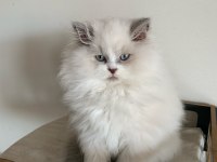 Erkek ragdoll yavrumuz yeni ailesini arıyor