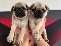 Pug Mops Yavrular Irk Sağlık Garantili