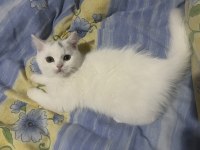 2.5 aylık erkek uygun british shorthair