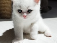Dişi Ve Erkek Safkan Yavru Kedilerim