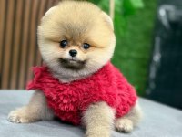 Ayı Surat Teddy Boo Yavrular