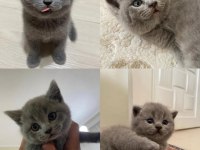 British shorthair yavru kedilerimiz