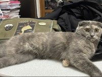 Küçük scottish fold bebeğim yuva arıyor