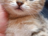 Acil uyguna safkan british shorthair silver
