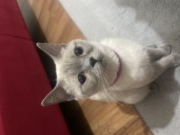 1,5 yaşında british shorthair
