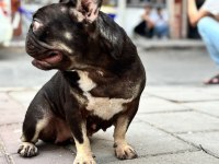 Coco tan dişi french bulldog