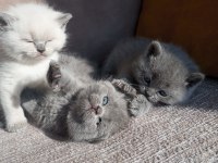 1 aylık koca kafa british shorthair