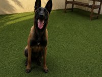 5 Aylık Temel İtaat Eğitimi Mevcut Dişi Malinois