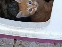 MAVİŞE YUVA KEDİMİZE