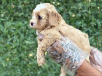 Cavapoo yavrularım