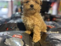 EFSANE GÜZELLİKTE HİPOALERJENİK TEACUP MALTİPOO