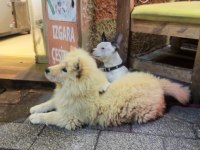 Çin aslanı 4 aylık