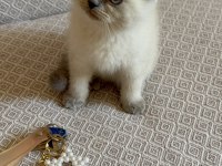 Scottish fold blue point yavrumuz